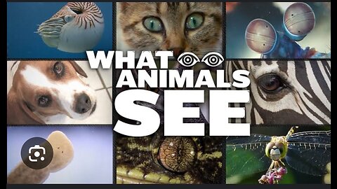 What animal see ? How different animals see the world in different ways ?