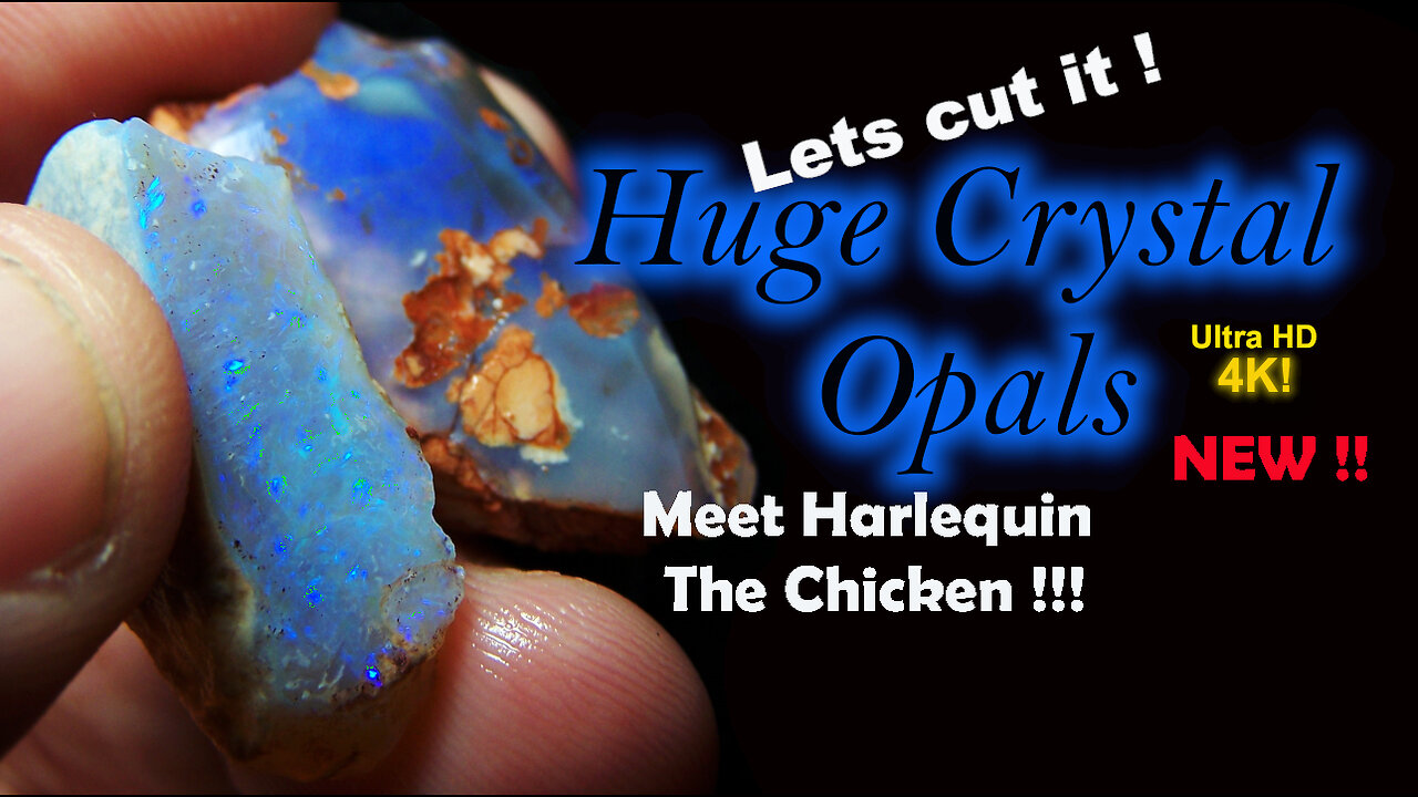 Black Opal Cutting Session Lapidary Australian Rough Opals to Gemstone Meet Harlequin the Chicken!!!