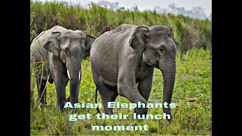 Asian Elephants Get Their Lunch moment