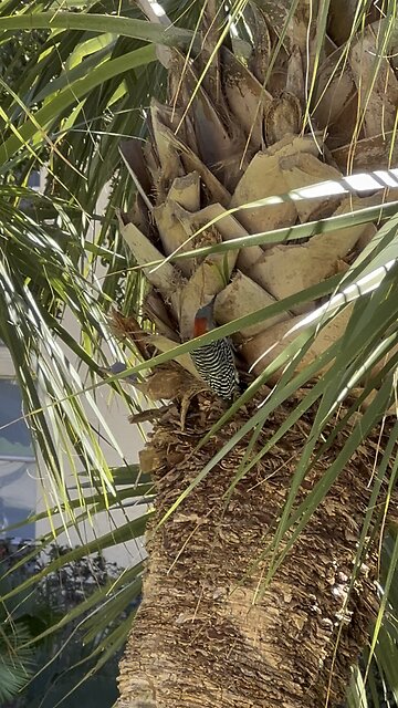 Red-bullied Woodpecker in Miami