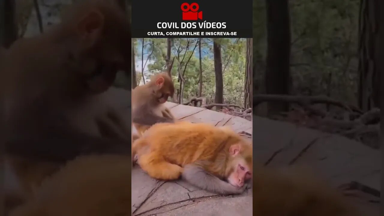 macaco dando beijo grego 😂😂😂