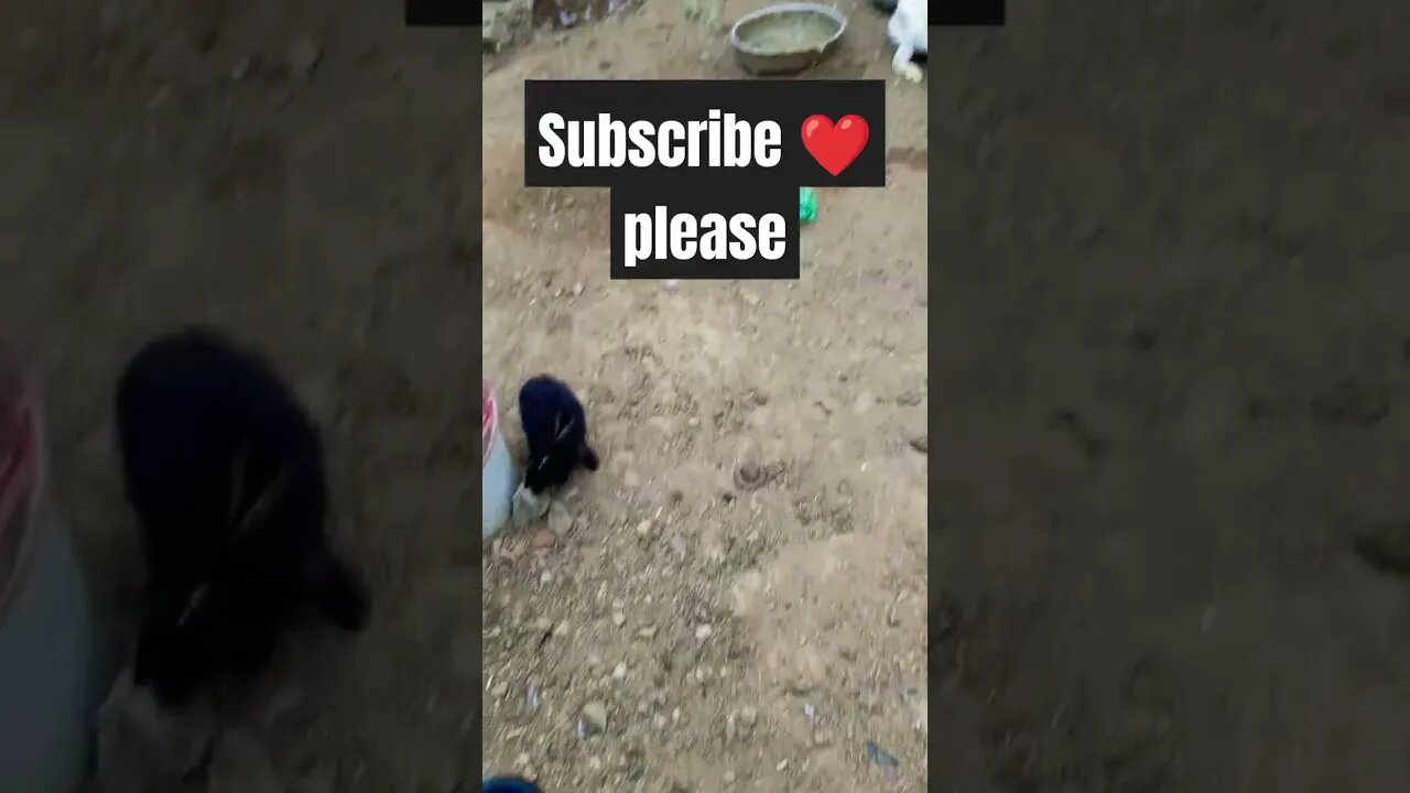 #july7 #rabbit #2019 #2023 #cute #dailyvideoblog