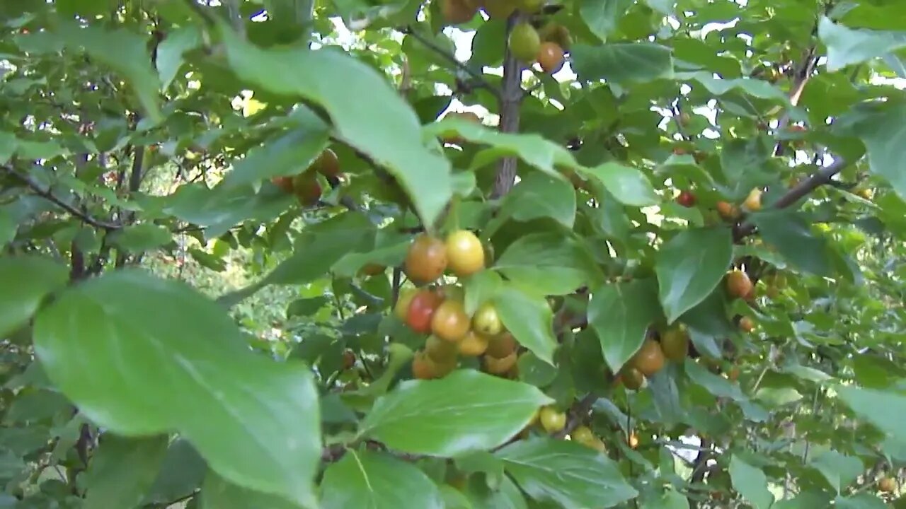 Late fruits of the cornus mas tree