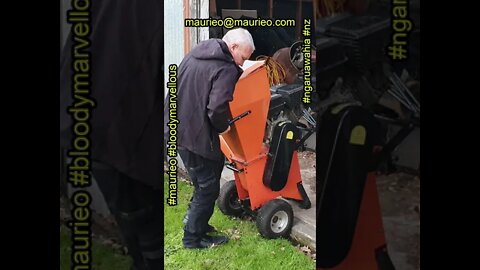 maurieo #shorts GOODNIGHT MR CHIPS