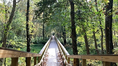 Sounds of Nature: The Bridge