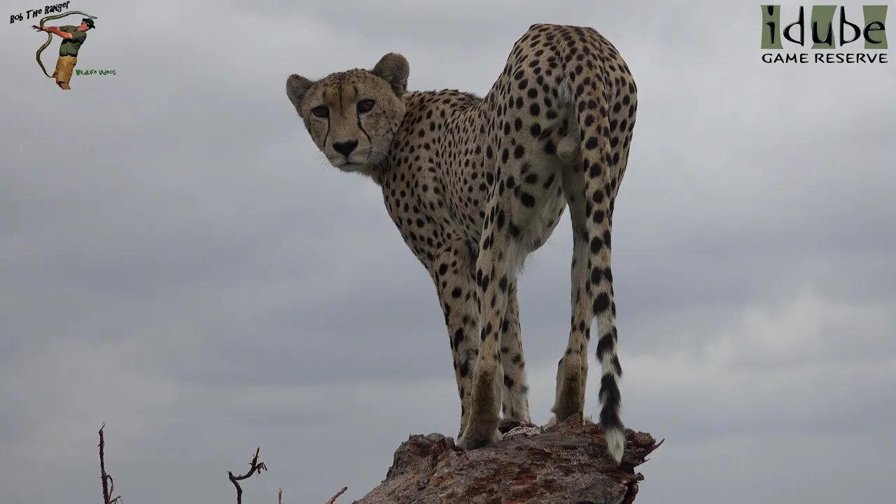 Cheetah On A Mound and Tree