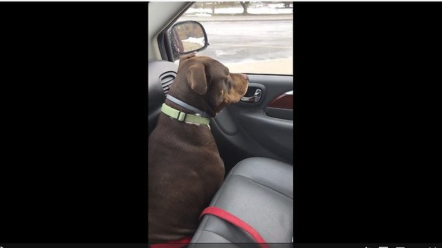 Dog Is Heartbroken When Little Girl Leaves For School