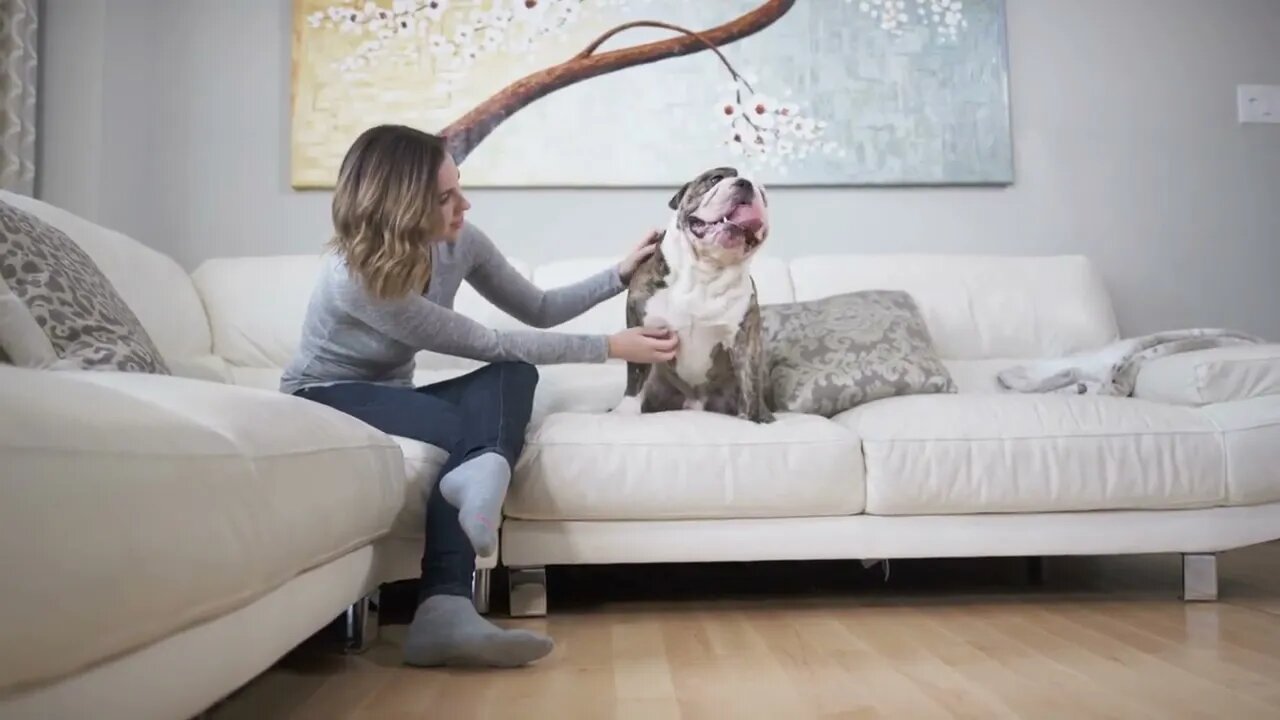 Bulldog lover female owner on couch