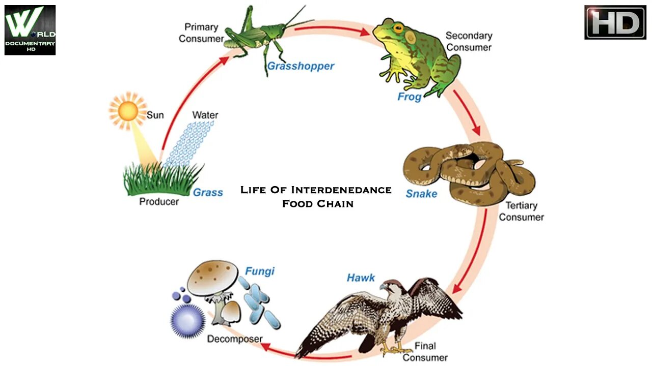 Life Of Interdenedance Food Chain | अंतर्विरोध खाद्य श्रृंखला का जीवन | World Documentary786