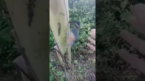 INCREVA POR FAVOR - ENTRETENIMENTO - SUBSCRIBE PLEASE - ENTERTAINMENT