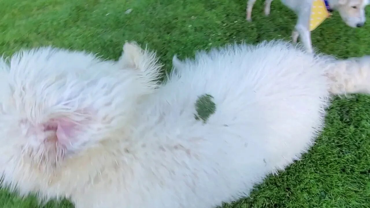 Ares Jack Russell met a Golden Doodle.