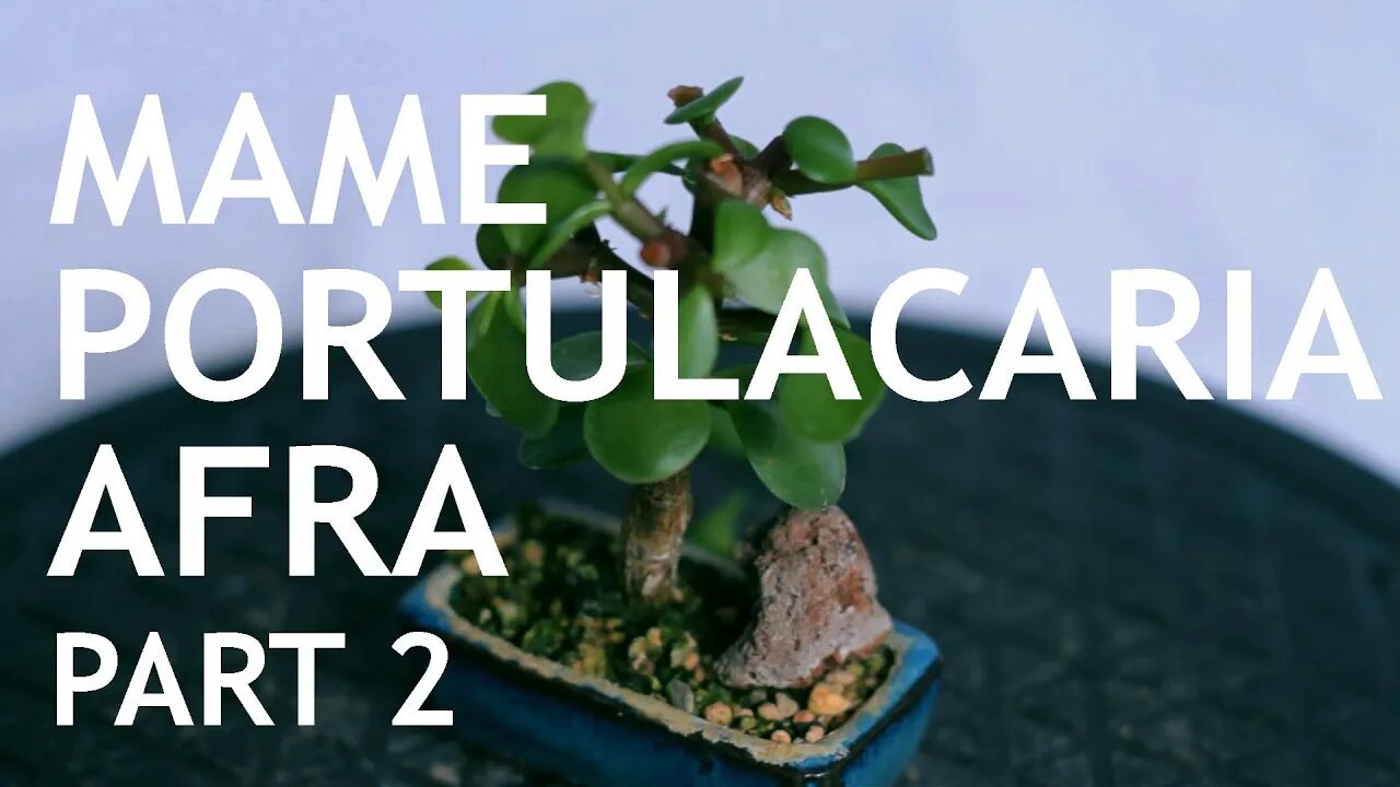 Portulacaria Afra (Update from the 2020 Mame Challenge)