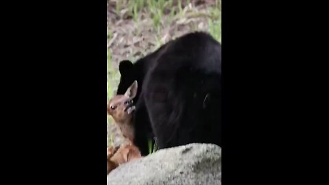 Bear attack a gazelle #wildlifemagictv #wildlifemagic #wildlife #wild #life #animals #nature