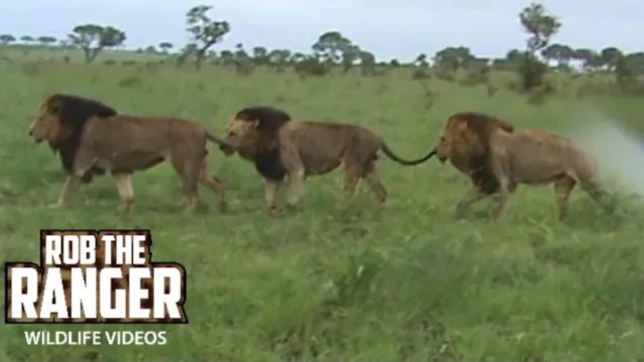 Mapogo Male Lions Patrol On A Stormy Afternoon In South Africa