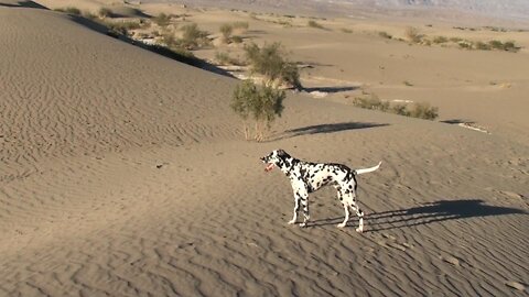 Zeus in Death Valley National Park, California