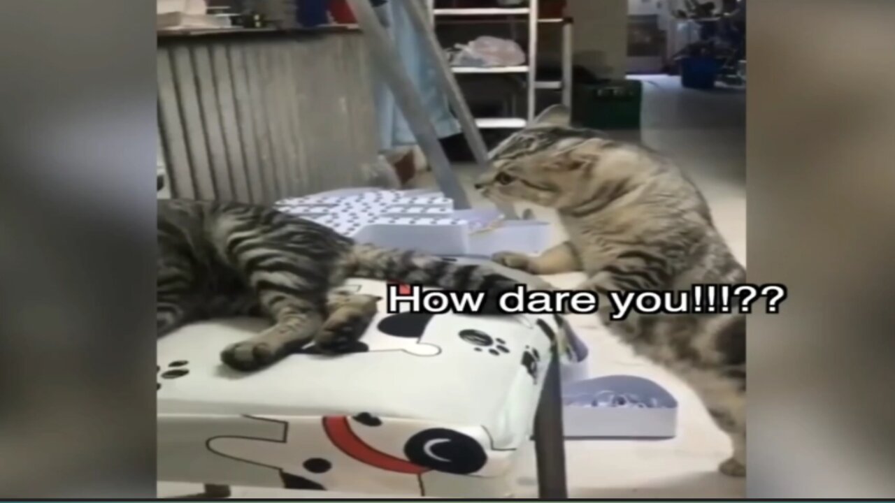 Cat fight funny - Funny Animal Videos - funny cat videos