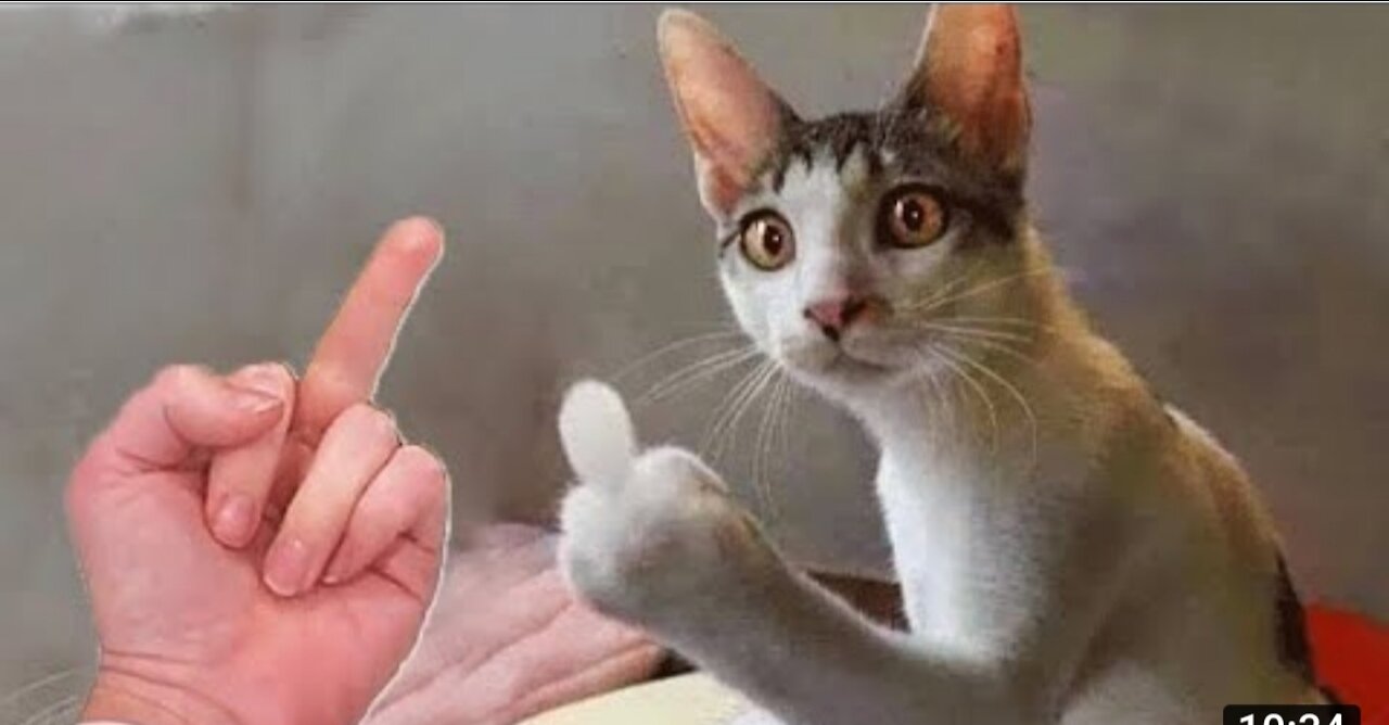 Funny animals algorithm 😂😂