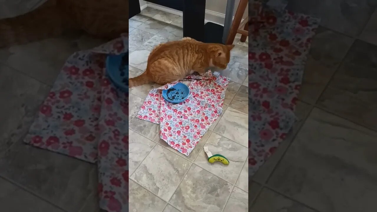 Neo my Cat like to play with his food...knocks food out of bowl😸😻