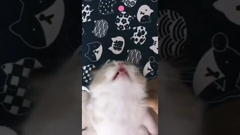 funny cat videos | cute cat videos| cute animals funny cats #shorts #shortsfunny #cutecat #funnycat