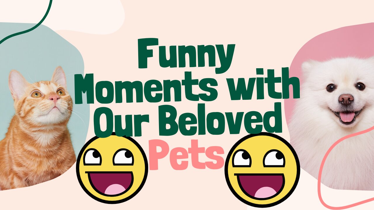 The Only Funny Cats and Dogs Video You Need to Watch