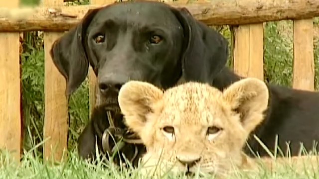 Momma Dog Adopts Most Peculiar Infant