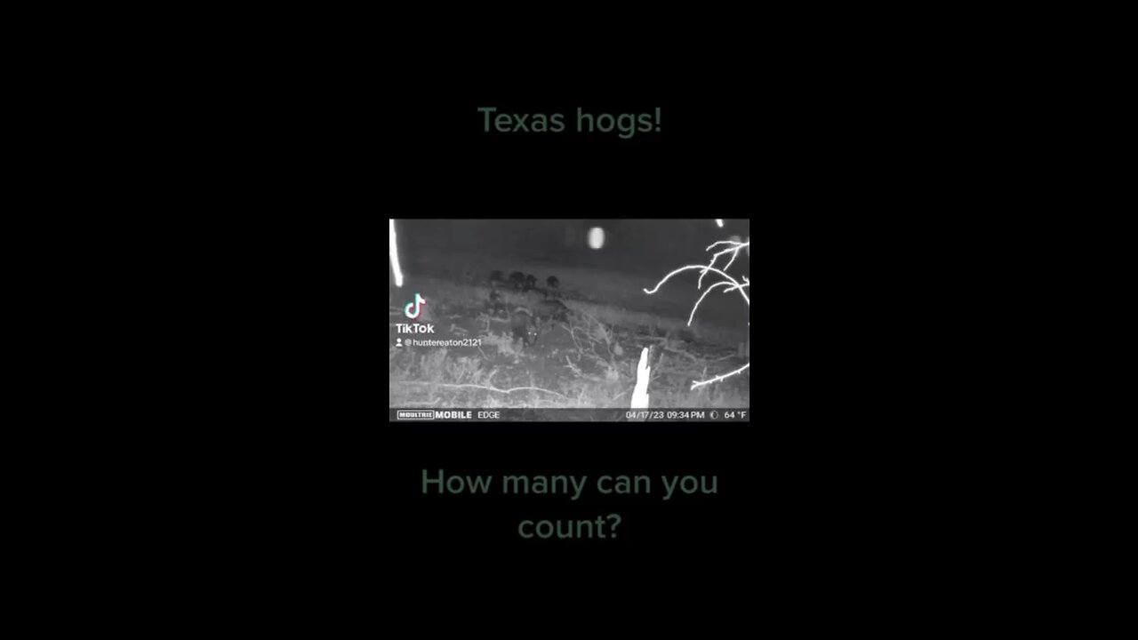Texas hunting