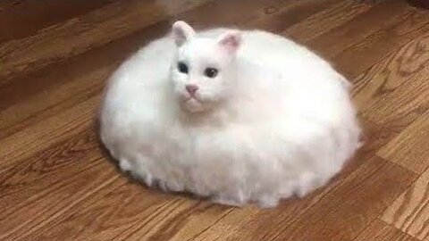 Funny animal videos, funny cat video, kittens funny