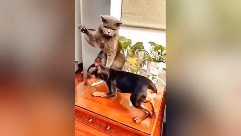 Funny moments of pet animals 😂😂😂 I bet you can't stop laughing 😂😂😂 #funny #animal