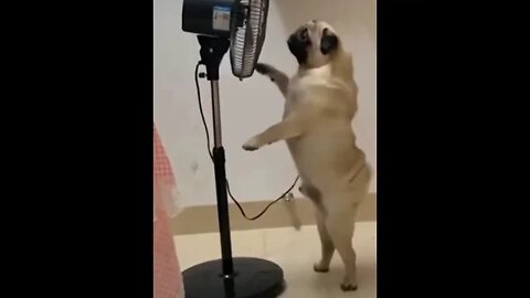 dog try to take a cool air of fan #dogslife #Petsandwild #adorabledogs