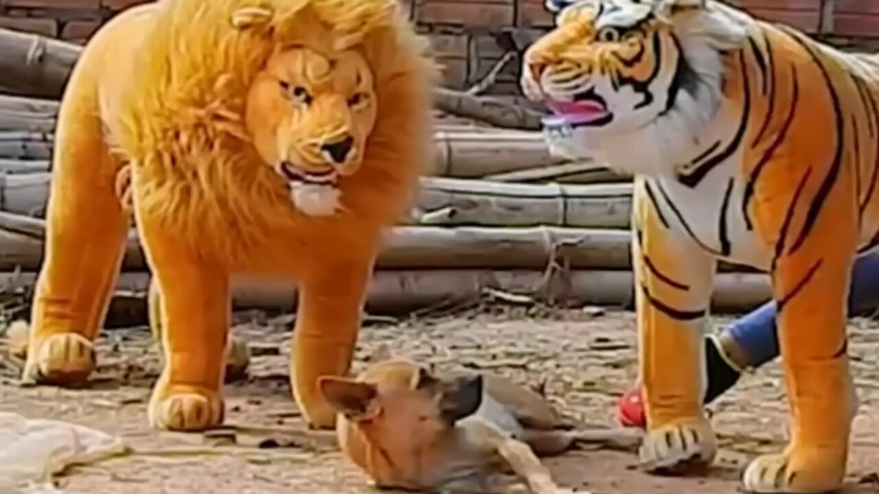 Dog Gets Pranked: Funny Troll Pranks with Fake Lion, Fake Tiger, and Huge Box