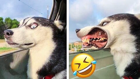 Funny Dogs Moment