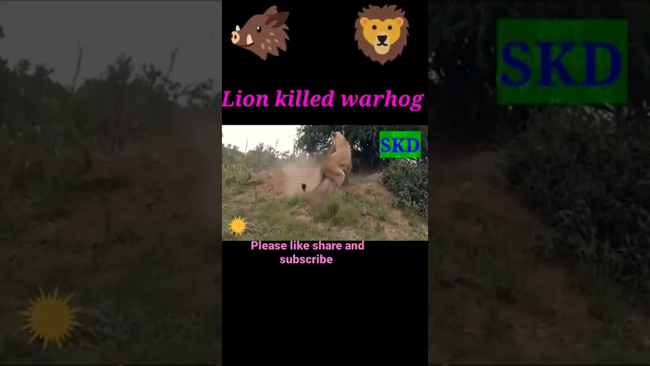 Lion killed warthog #shorts #youtubeshorts #shortvideo