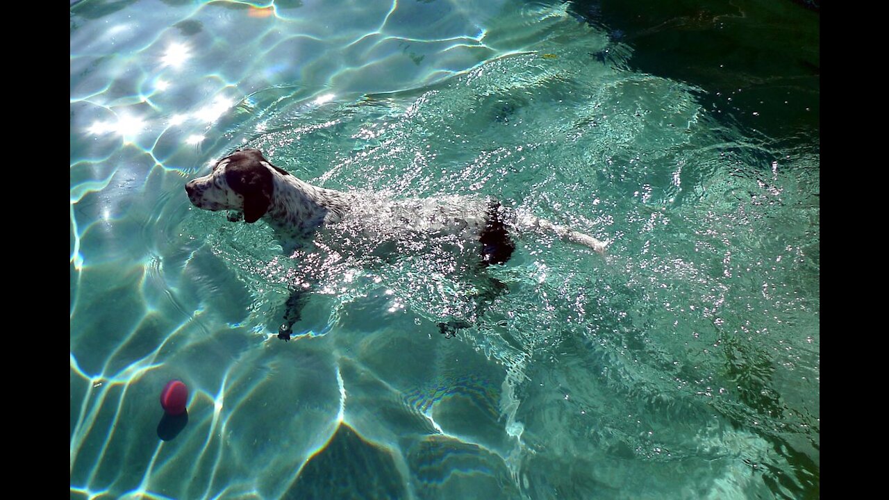 Teaching Dogs How To Swim