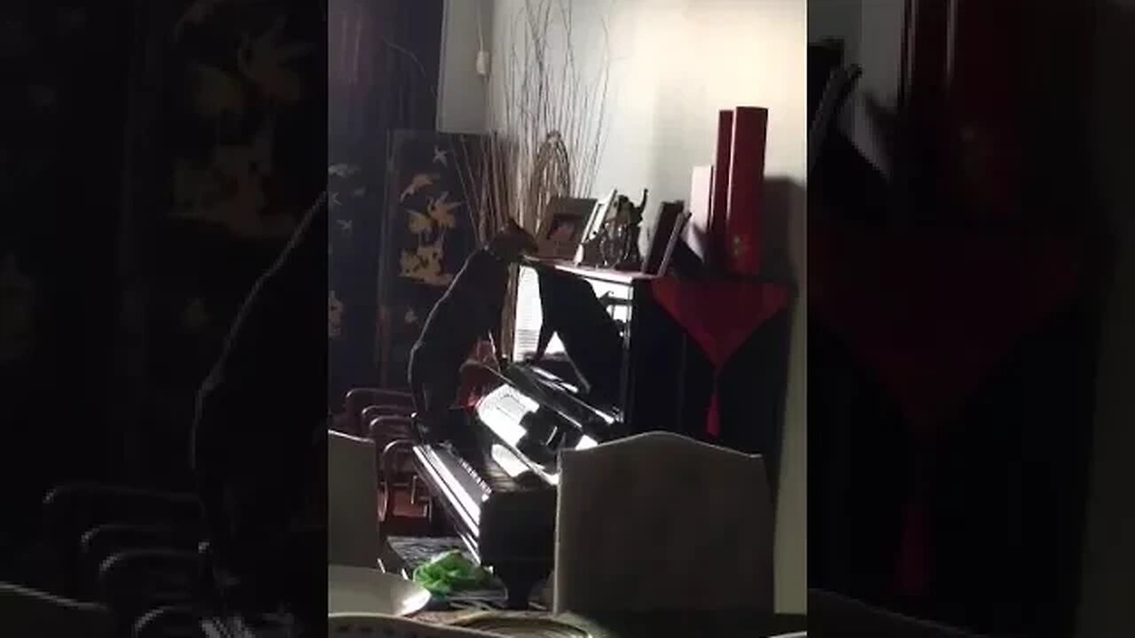 Bengal cat plays piano