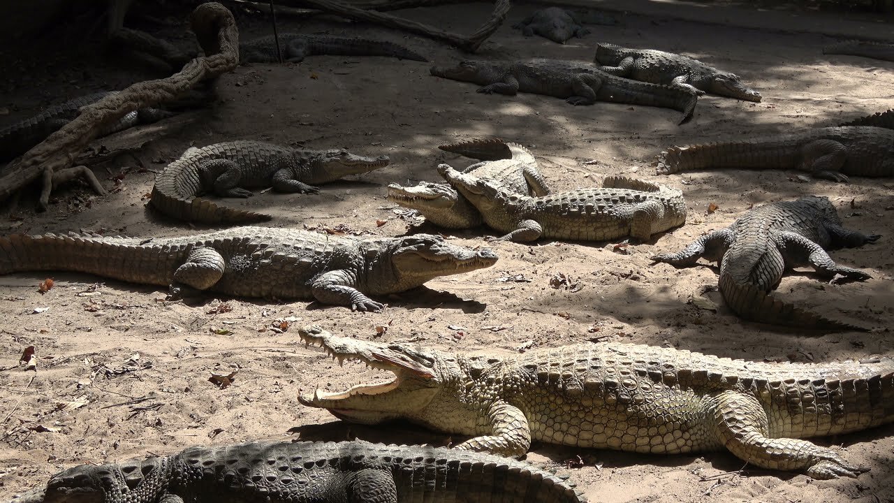 Kachikally Crocodile Pool Tour - The Gambia April 2021 Roots & Culture Journey of a Lifetime