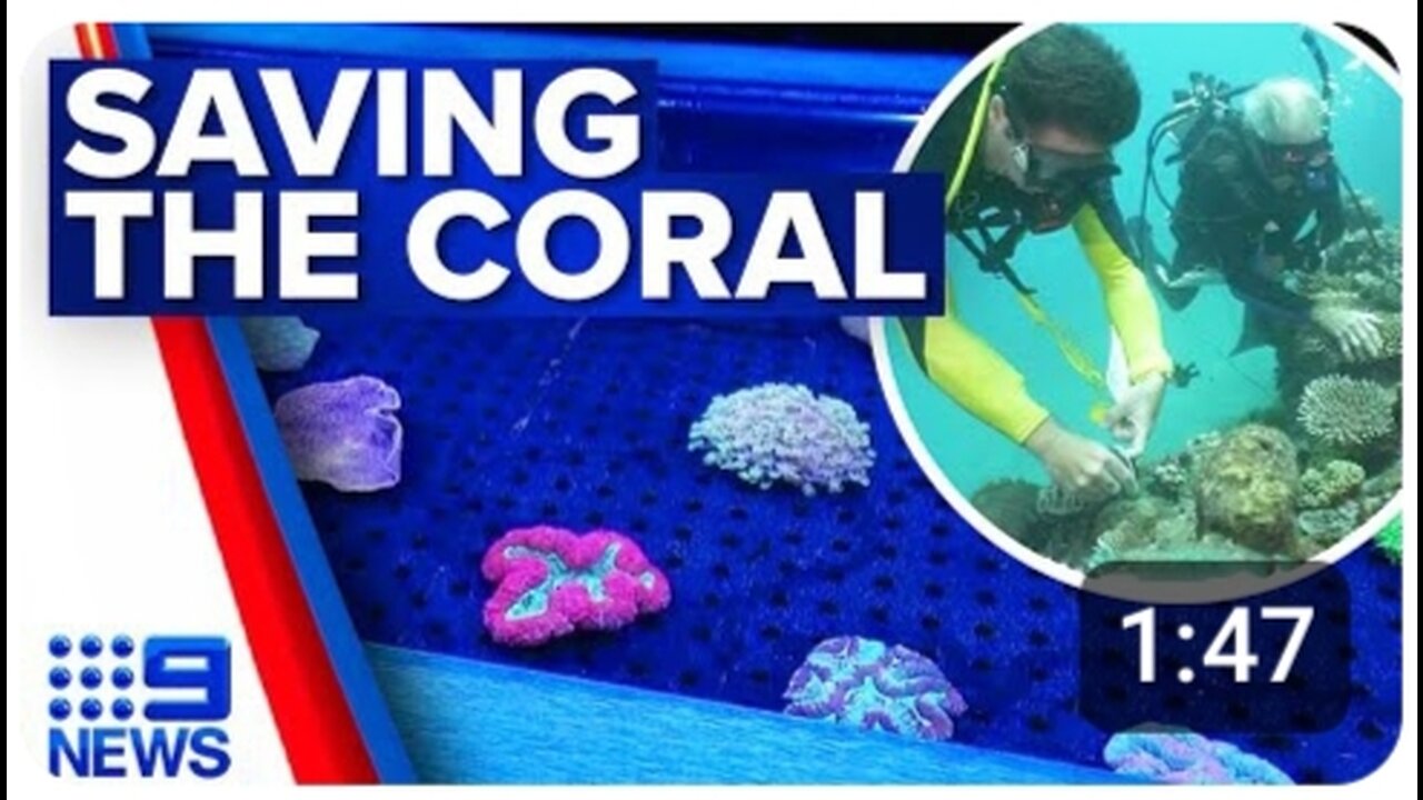 Biobank helping to preserve and save the Great Barrier Reef | 9 News Australia