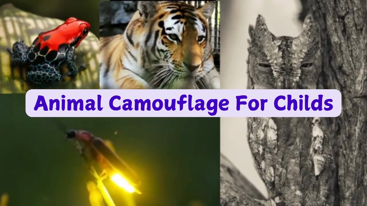 Animal Camouflage For Childs | Learn How Animals Can Blend In With Their Environments