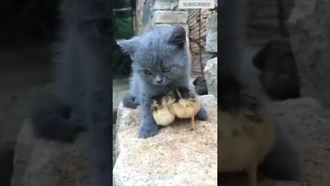 cute cat videos 😹 funny videos 😂😀