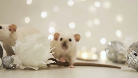 Symbol of 2020, two cute little white rats move around the festive New Year decorations