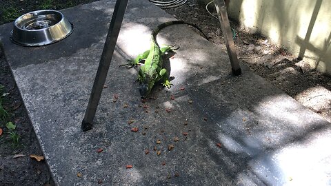 Iguana Walks by Wanting Food