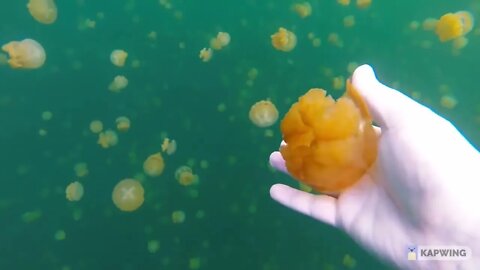 Palau Jellyfish Lake