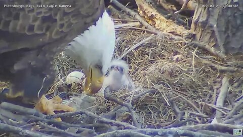 Hays Bald Eagles-H16 second feeding 2022 03 21 1738