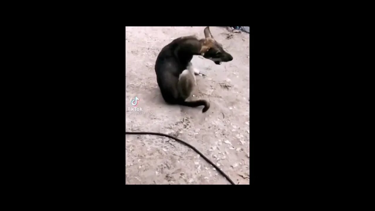 DOG REACTION TO PESTS: AMERICAN DOG VS AFRICAN DOG