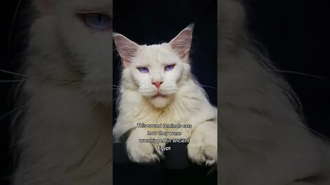 Big cats