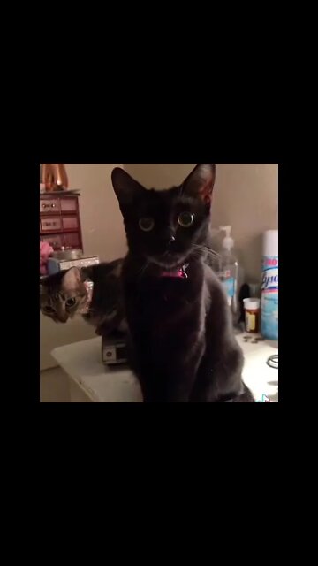 El Sonido para atraer tu gato 🐱🐈