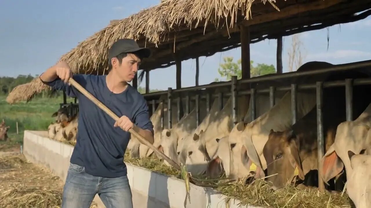 Young Asian Farmer working in farm, Livestock in family country ranch, People and animal husbandry c