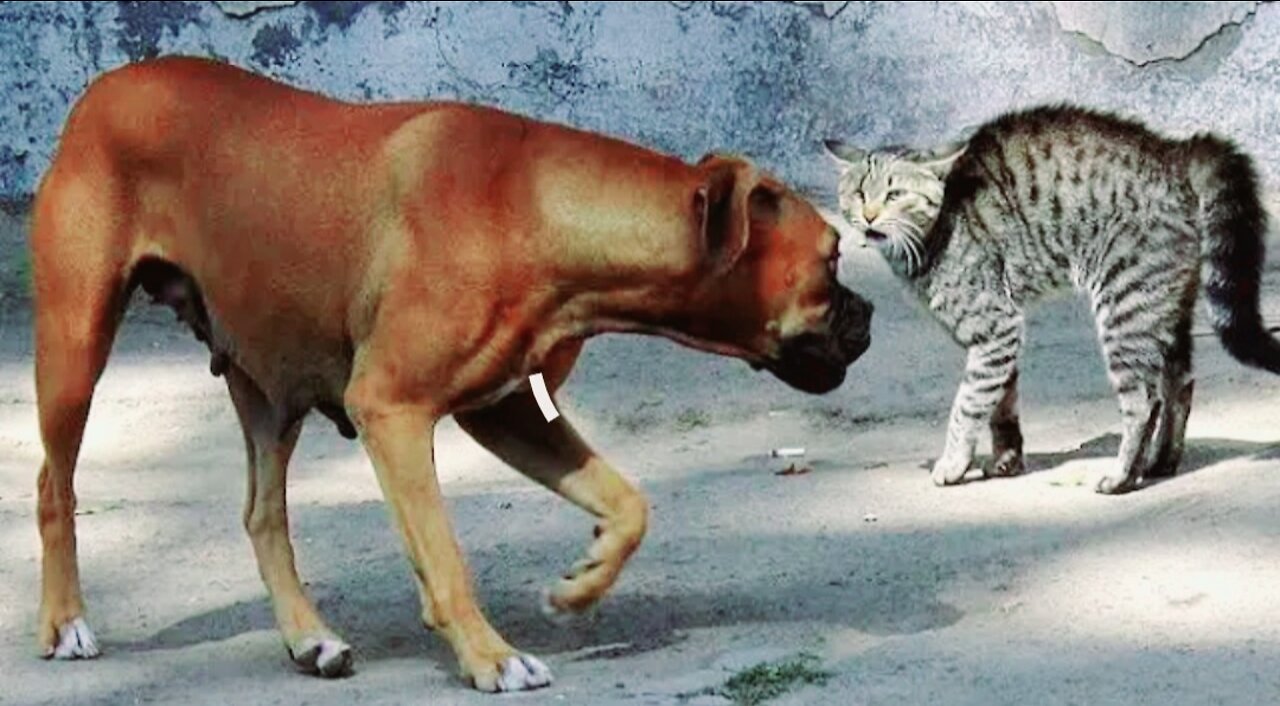 When the cat got up, seeing the dog, immediately got scared.