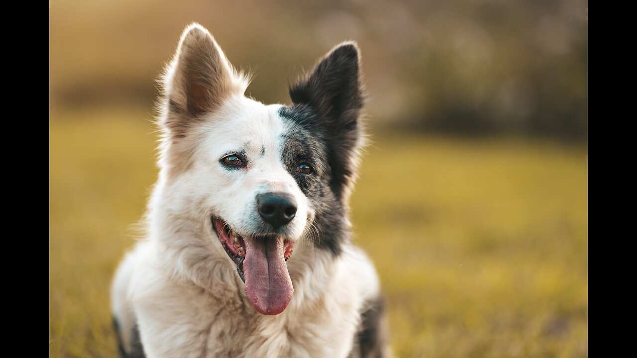 "Mastering Dog Training: A Comprehensive Guide to a Well-Behaved Pooch!"