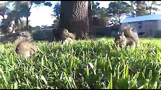 The 3 squirrels musketeers having breakfast