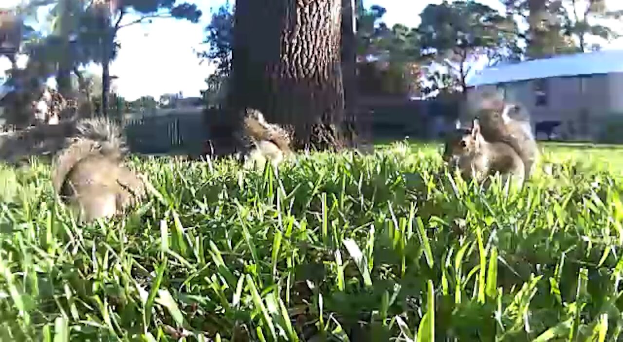 The 3 squirrels musketeers having breakfast